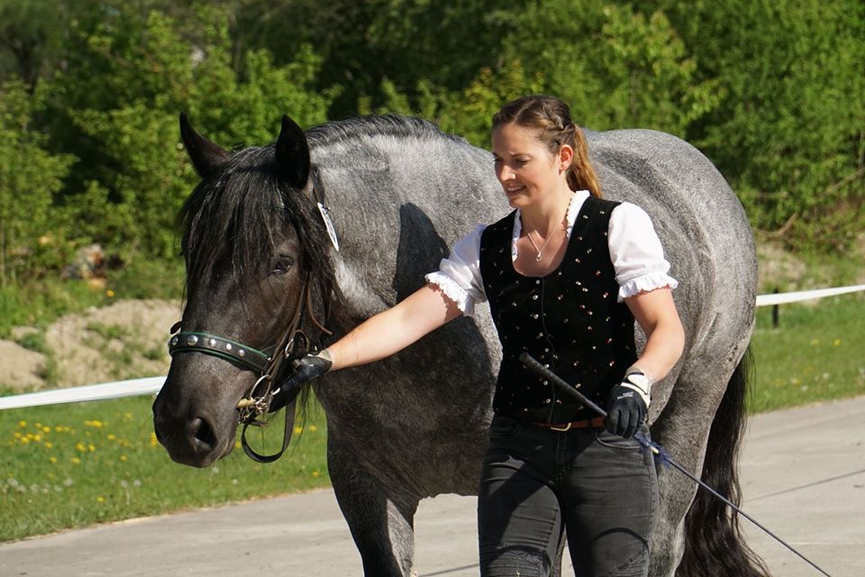 Noriker Horses / Norico-Pinzgauer Horses